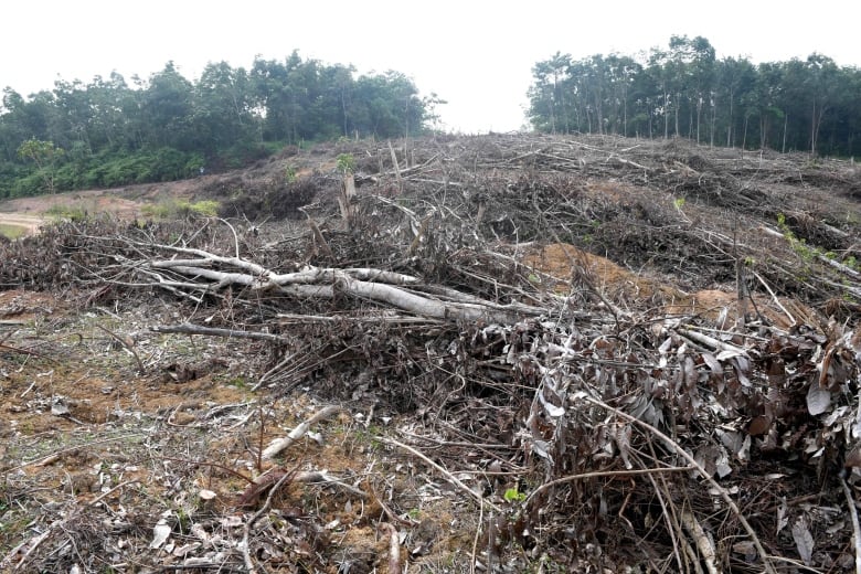 This picture taken on May 19, 2017, shows a forest that was recently cleared to plant oil palm trees in Jambi, south Sumatra, Indonesia. 