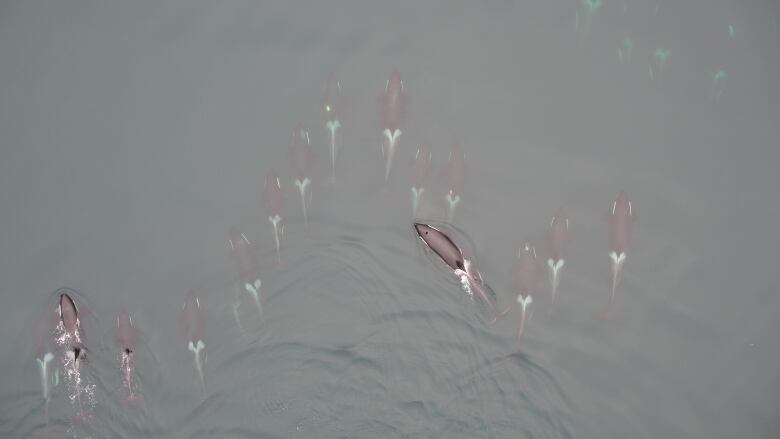 Bird's eye view of 19 orcas swimming just below the surface of the ocean. 