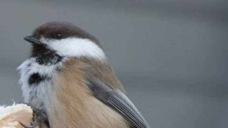 A small chickadee stands on a branch