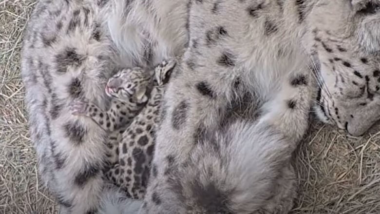 Snow leopard mom and babies 1