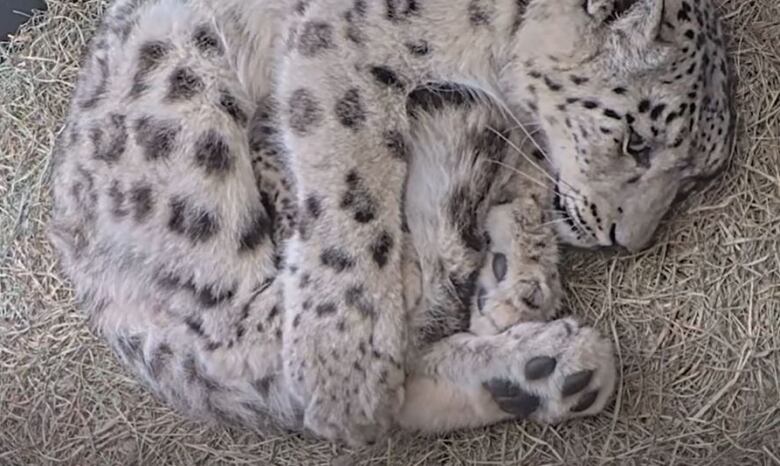 Snow leopard and babies 1