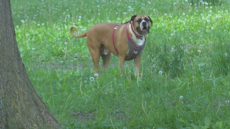 A large dog in a park.