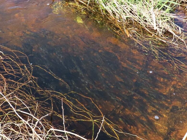 A bunch of smelts in a stream 