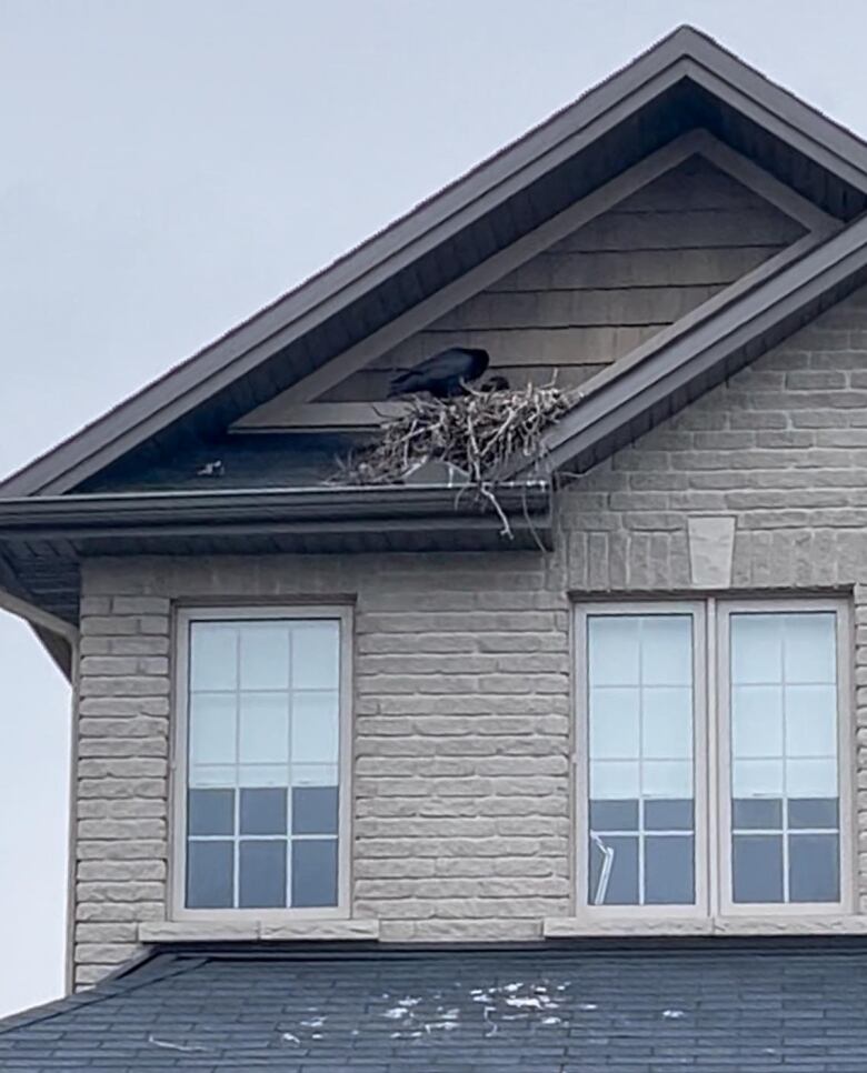 Ravens built a large, messy nest in two homes on Fountainhead drive 