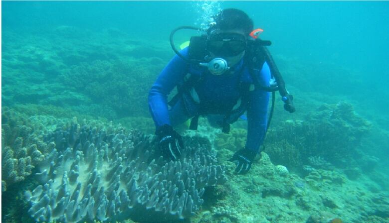 A scuba diver is seen underwater in turquoise waters. 