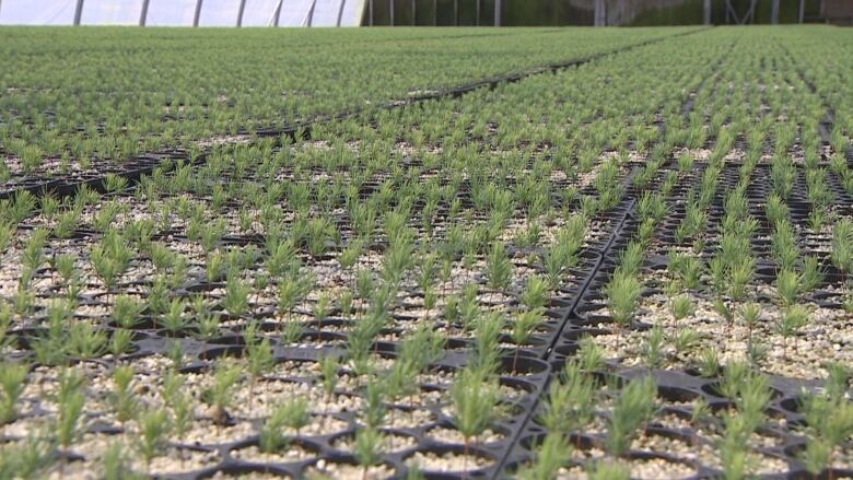 Trays of tiny seedlings in a greenhouse 