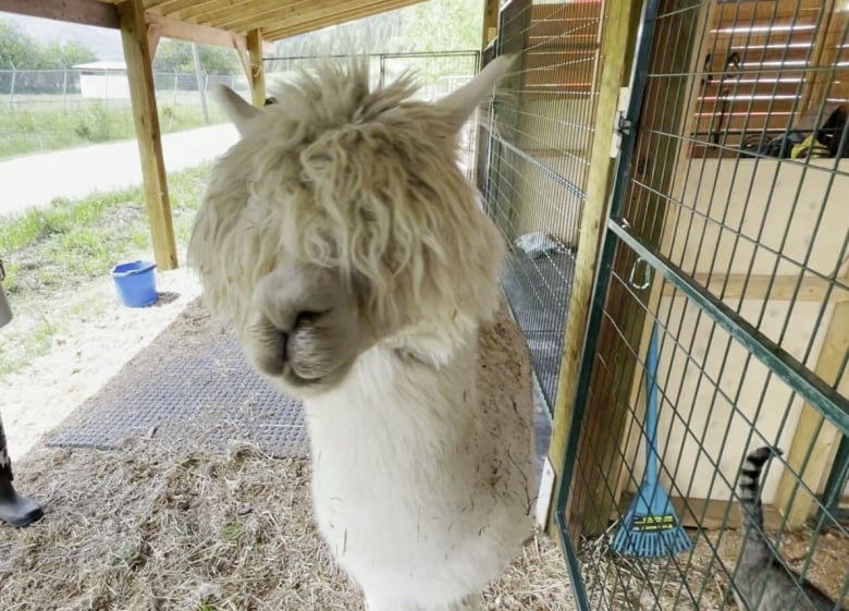 White alpaca with fur covering the face in a barn