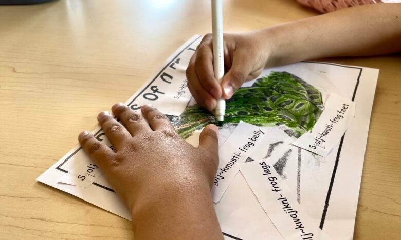 A students hand is coloring in a frog photo. The frog had body parts labeled in Mi'kmaq. 