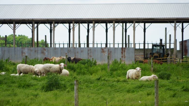 Sheep graze in a pasture outside of London, Ont.