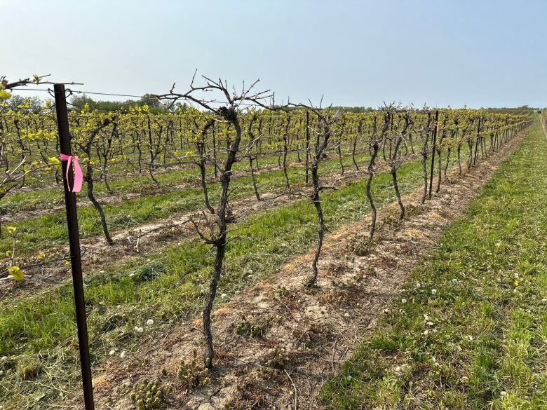 Wine grape crops not fully budded versus crops flowering in the background.