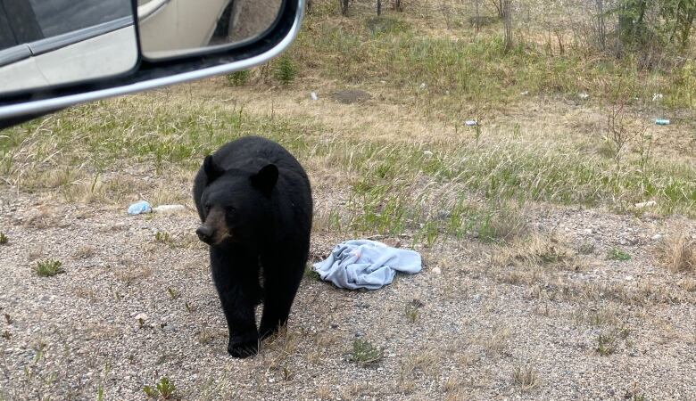 A black bear alongside the highway.