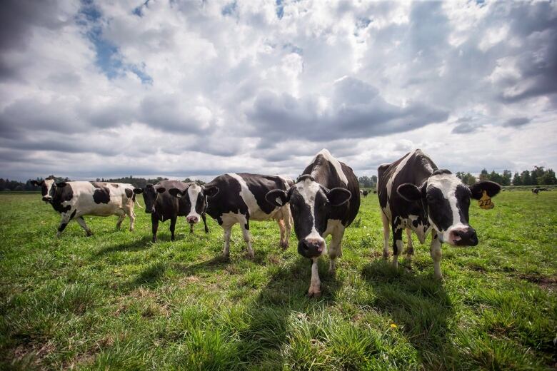 Dairy cows walk in a pasture