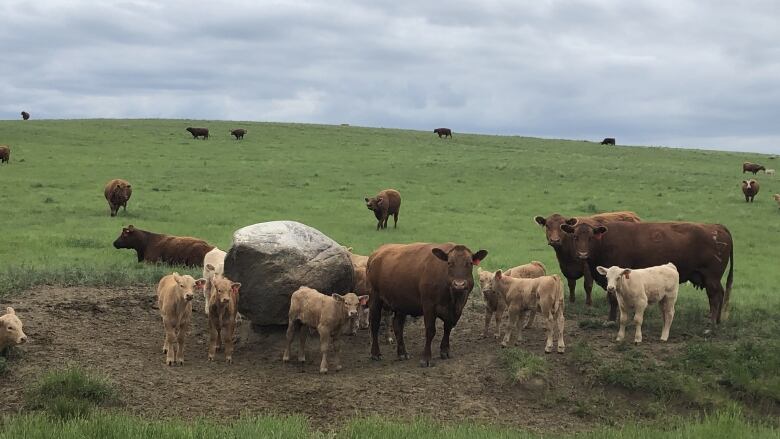 A new report from the University of Calgary's School of Public Policy suggests what consumers are paying for beef does not reflect of what ranchers are earning from their herds. 