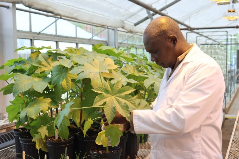 A man in a white lab coat tending to a leafy green plant.