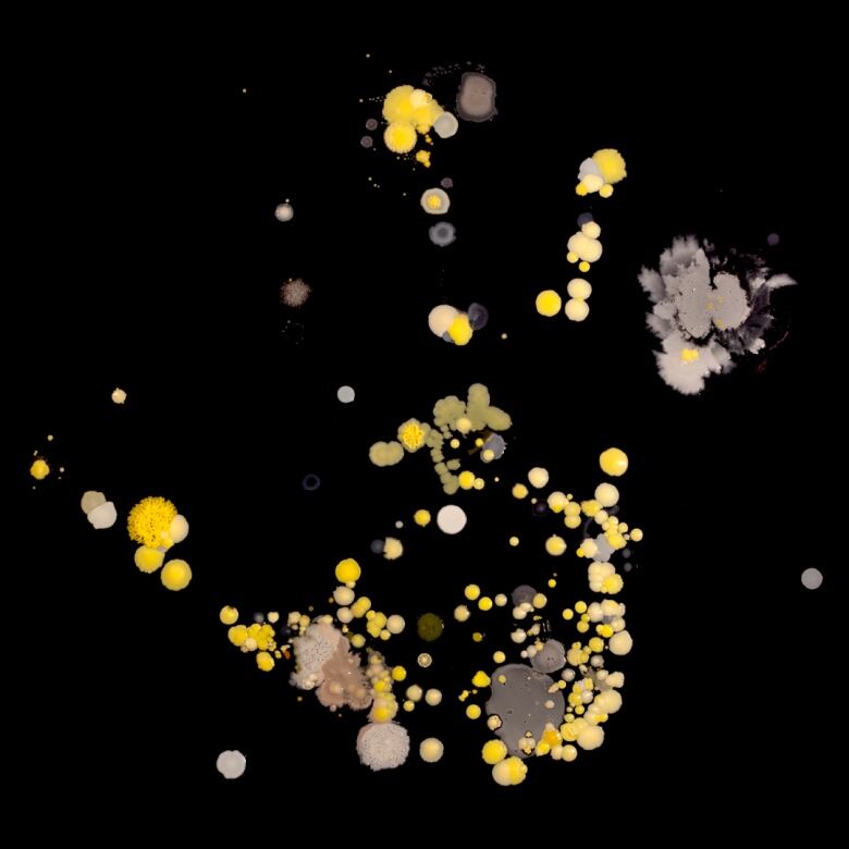 A 'microbial selfie' that shows different germs, fungi and/or yeast that grew from a handprint, on a black background.