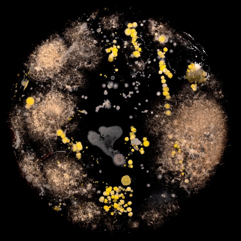 A 'microbial selfie' that shows different germs, fungi and/or yeast that grew from a handprint, on a black background.