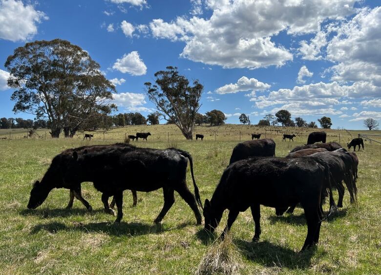 Cattle graze on a sunny day in a field near Delegate, New South Wales, Australia, November 19, 2023. 