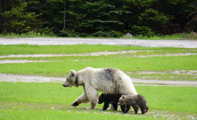 A bear walks in a green field with two small bear cubs.