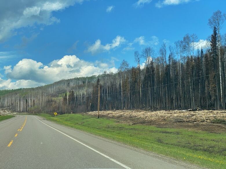 Black and grey burned trees against a blue sky, along a roadway. 