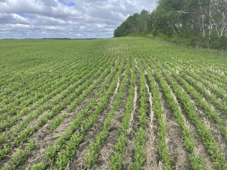 Crops growing in a wet field near Yorkton, Sask.