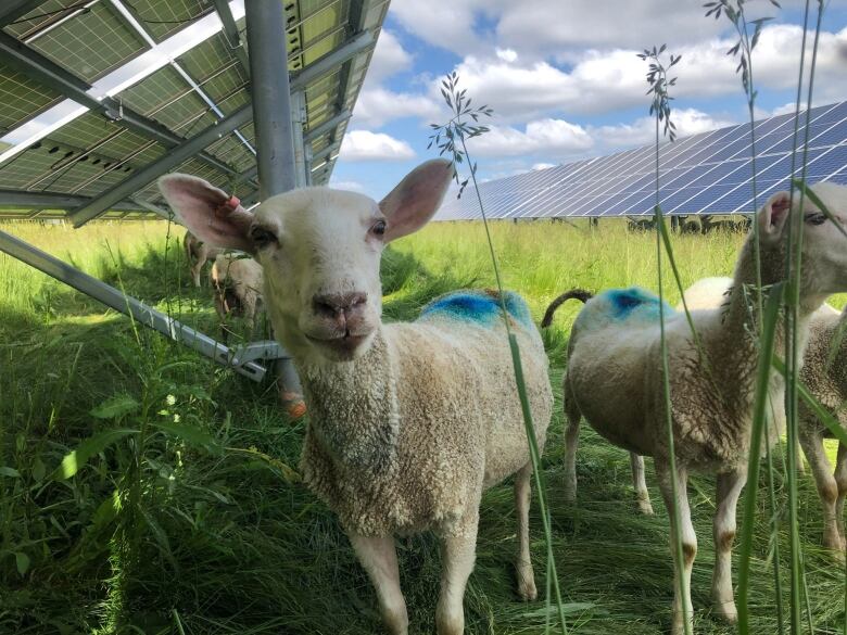 A sheep in under a solar panel. 