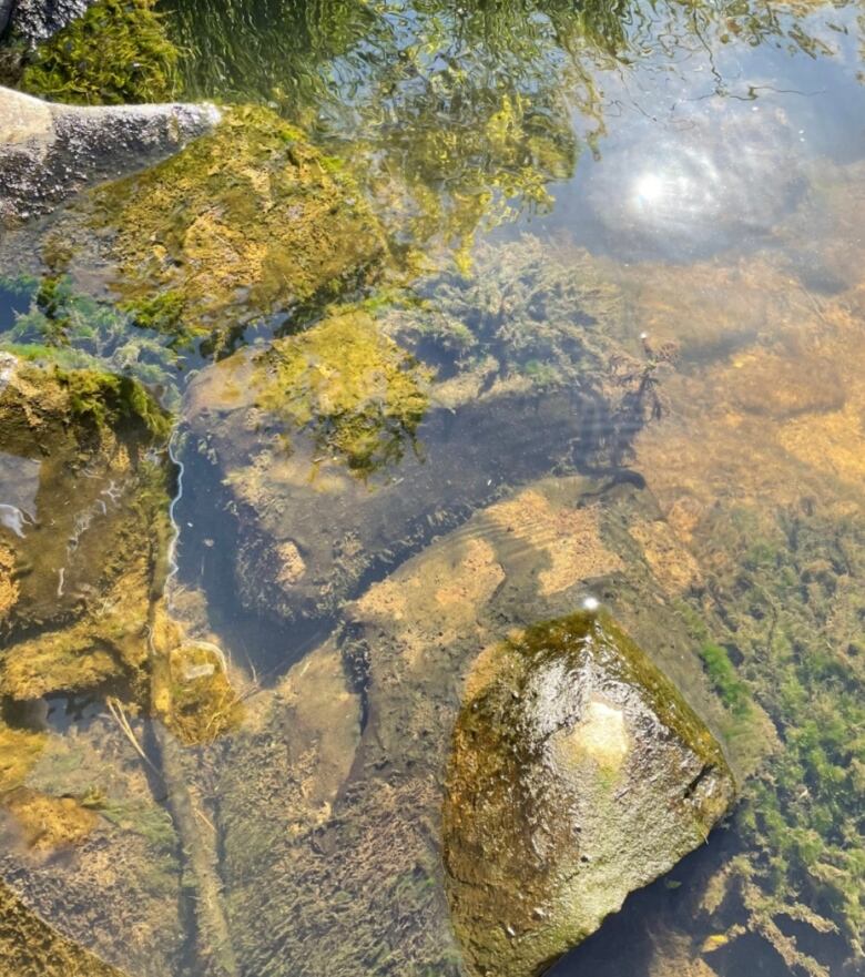 Water with green algae underneath. 