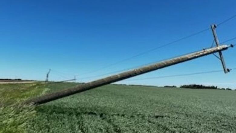 A downed power line in a field.