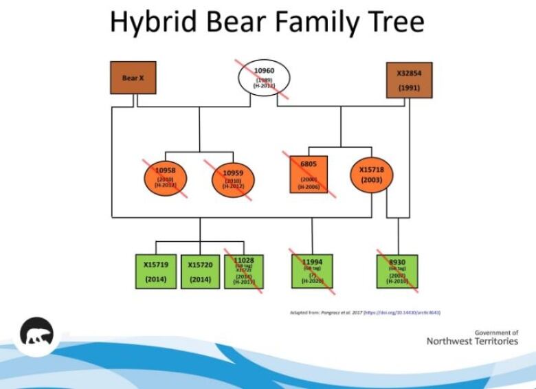 A family tree graphic, with a single white circle, two brown squares, four orange shapes and five green ones.  