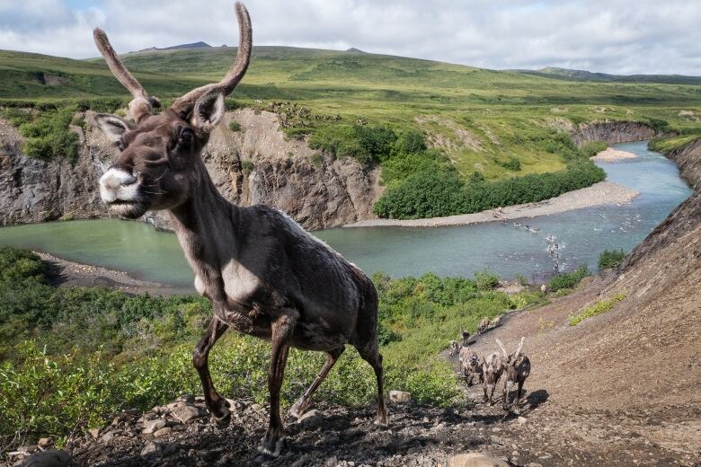 Caribou climb a hill overlooking a river.