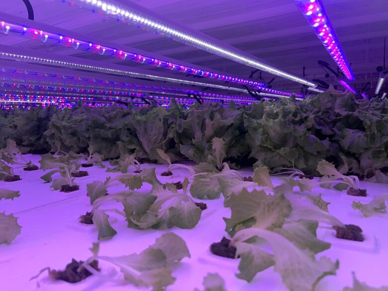 Rows of baby plants grow in front of rows of full-sized plants, all beneath cool, purplish lights.