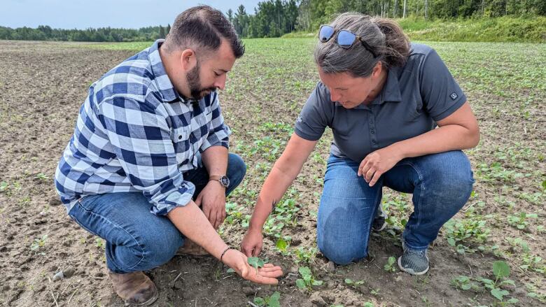 Two people gathering damaged plants in a field