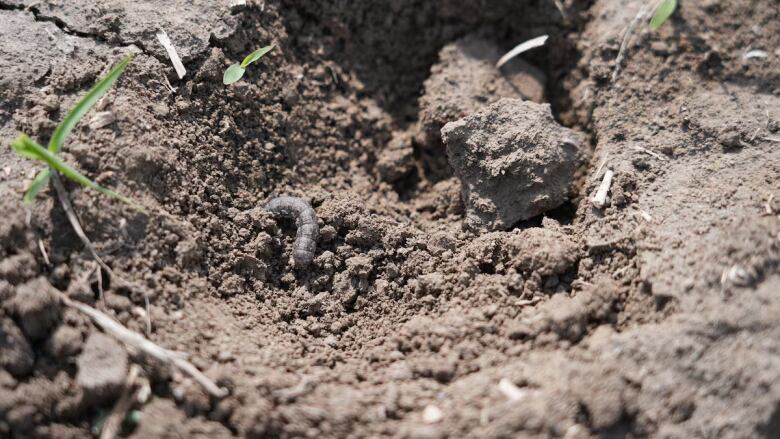 Cutworm in soil 