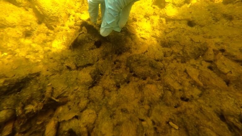 A blue-gloved hands reachs to the bottom of shallow waterway and lifts a clump of brownish material from the rocks.