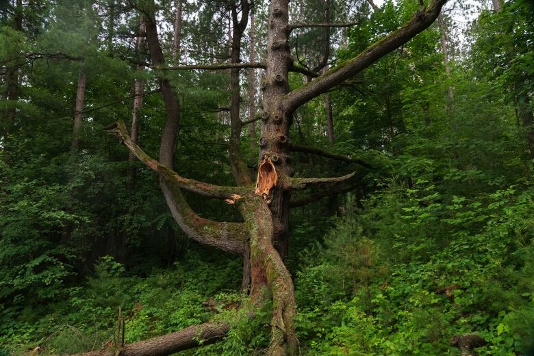 A large tree with a tree limb snapped off