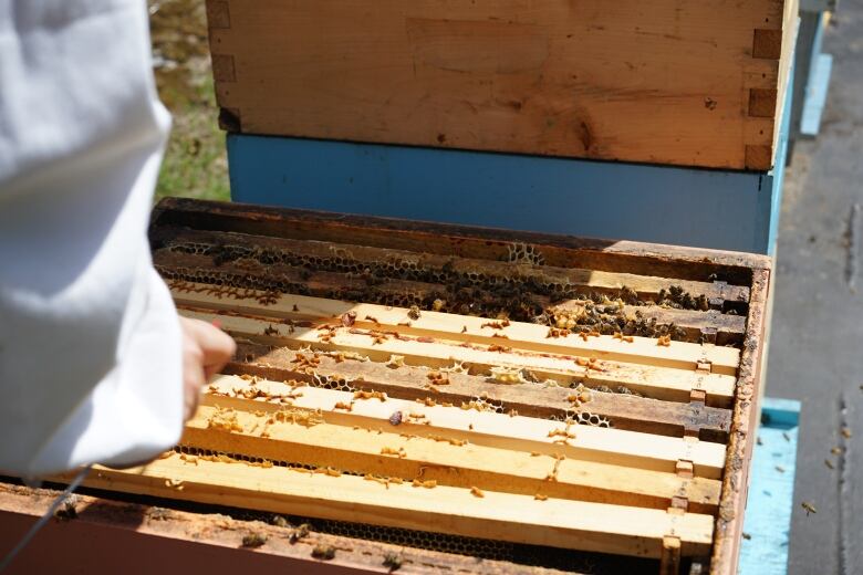 A woman looking into her beehive.