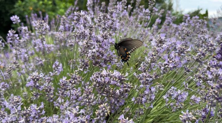 A swallow-tail butterfly is perched upon a piece of lavender. The lavender is a light purple colour.