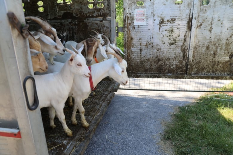 Goats stand at the edge of a trailer ready to hop out.