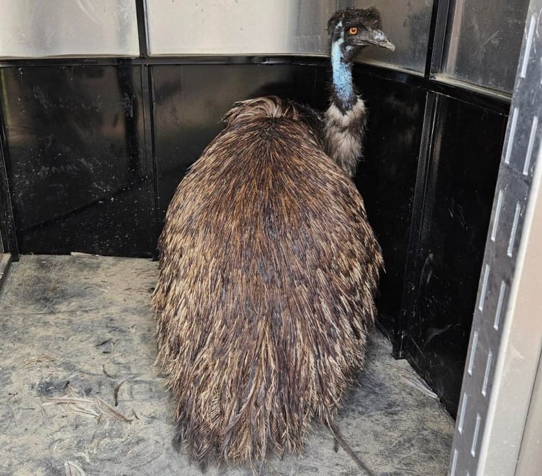 Keith the emu is now loving his forever home in northeast Calgary after being plucked from a southern Alberta highway in late June.