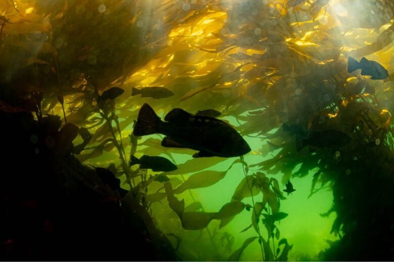 Dark fish are pictured swimming amongst kelp underwater. 