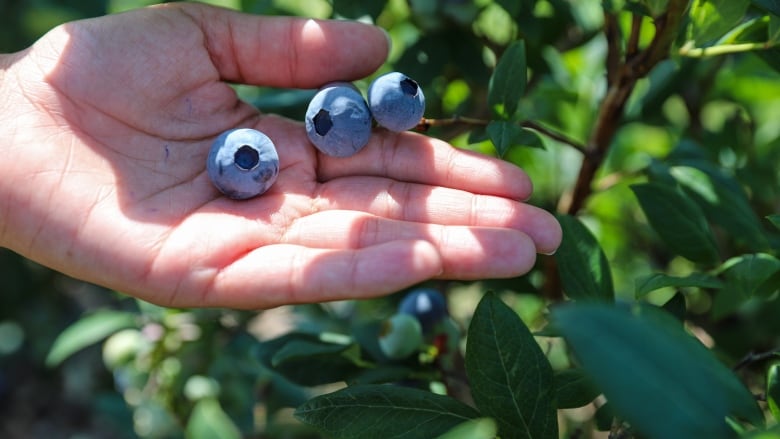 Three plump blueberries are displayed in a person's hand.