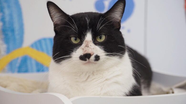 Black and white cat with green eyes lays on blanket while looking at the distance.