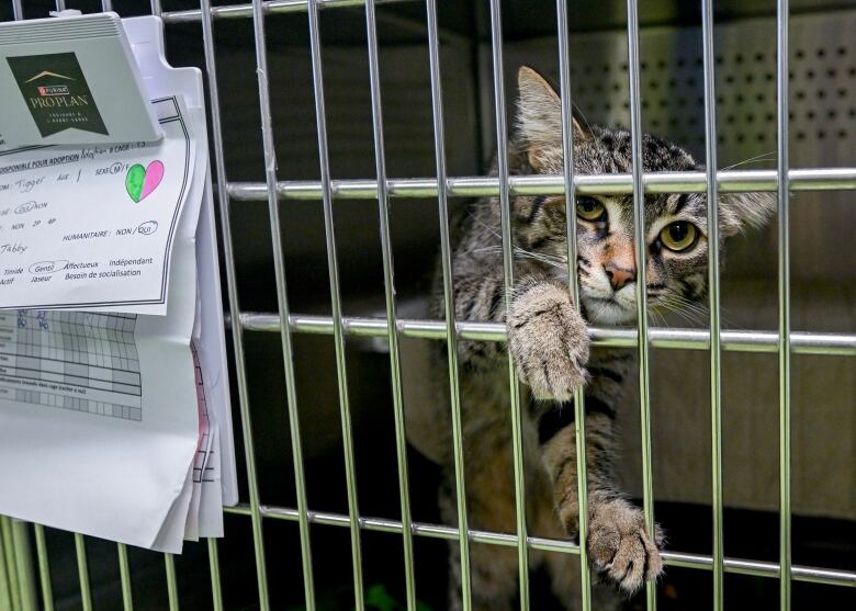 A grey and black cat peeps out of a cage. 