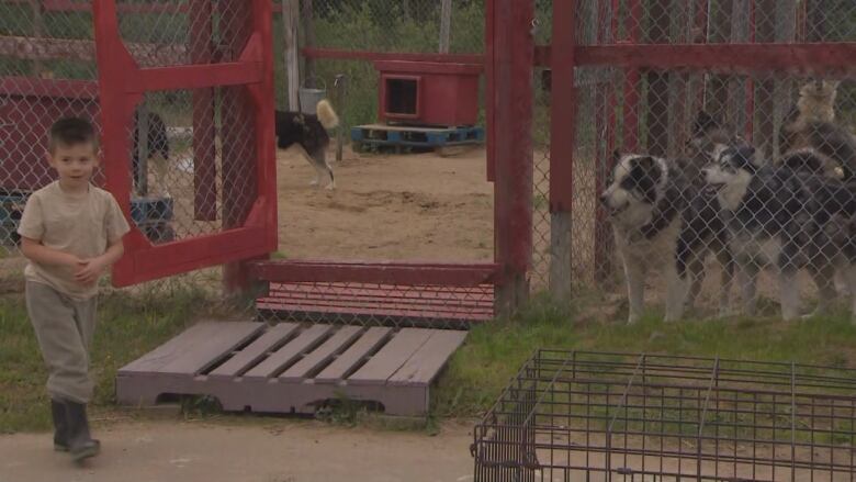 A young boy in beige clothing, dogs in the kennel behind him look at him. 