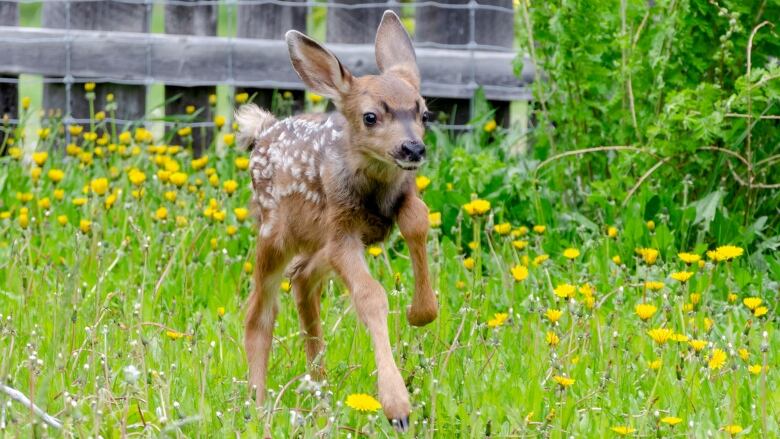 A brown mule deer fawn with white spots on its fur frolics through a field of grass and dandelions.