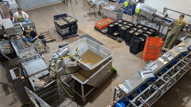 People processing oysters in a seafood plant.