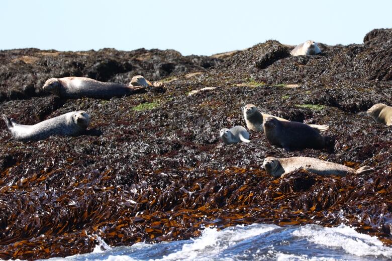 A handful of seals lie on seaweed-covered rock.