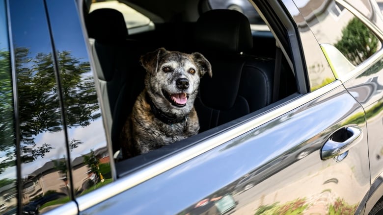 A dog looks out a rolled-down car window. 