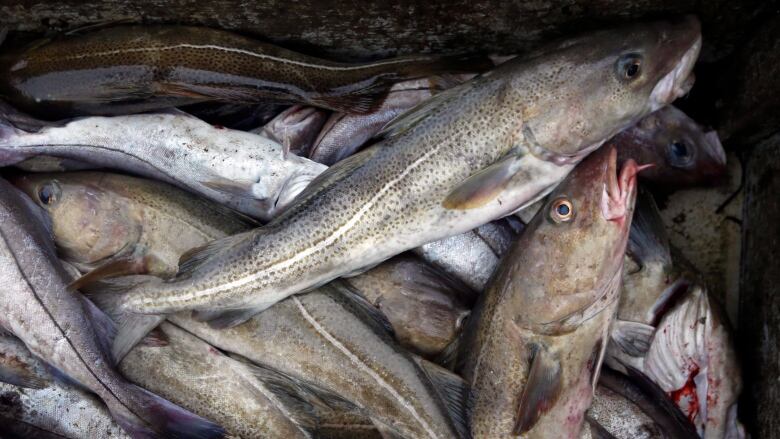 Cod fill a box on a trawler off the coast of Hampton Beach, N.H. 