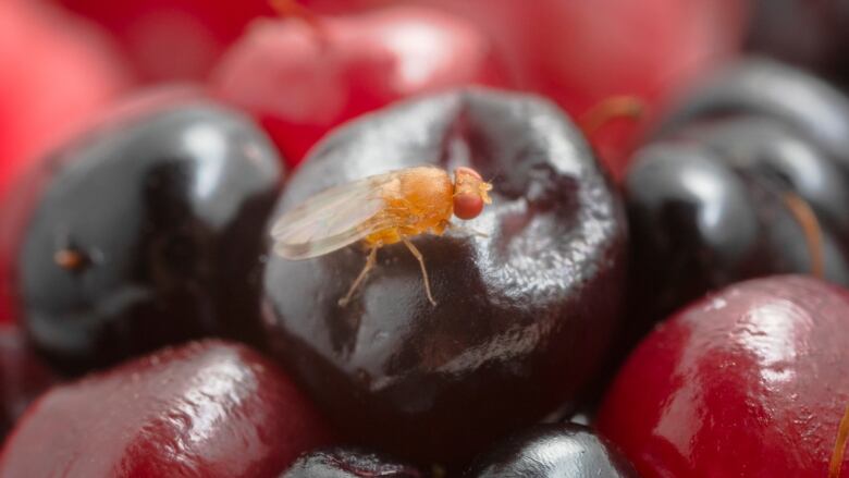 A golden-brown fly on a pile of red berries. 