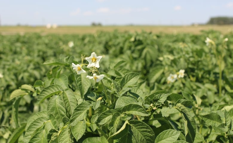 A potato flower is pictured on a plant near Taber, Alta.